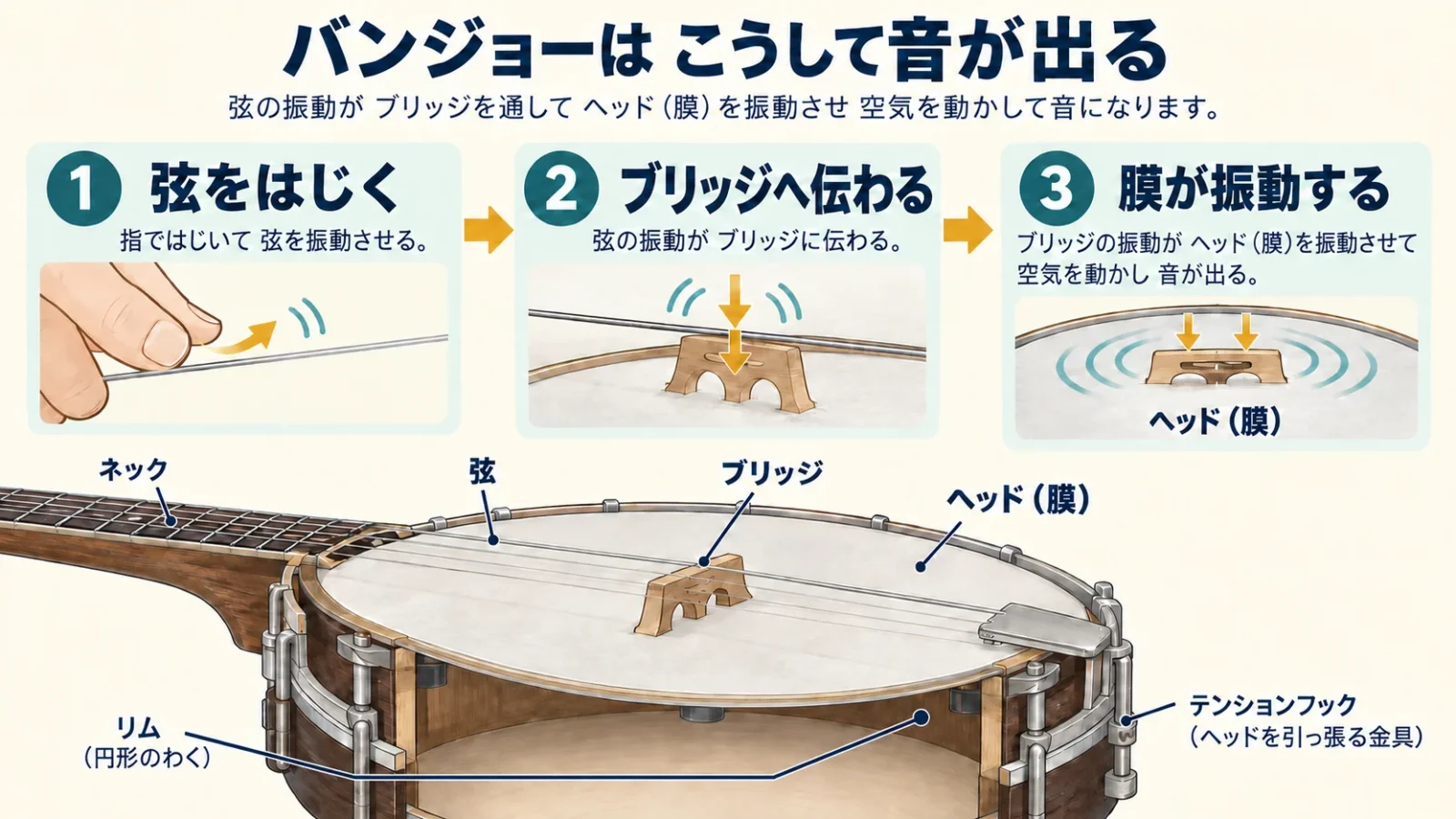 弦の振動がブリッジから膜へ伝わる構造。リムの線は木製の円形胴、フックの線は金属の固定具を指す。