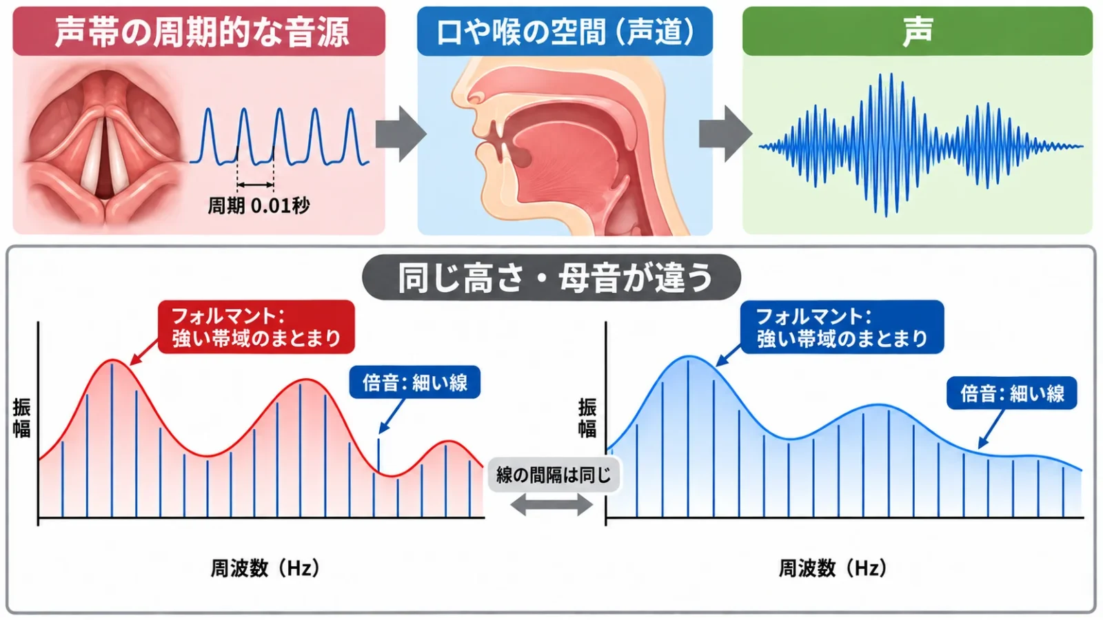 声帯音源と声道の働き、および倍音線と包絡線の違い