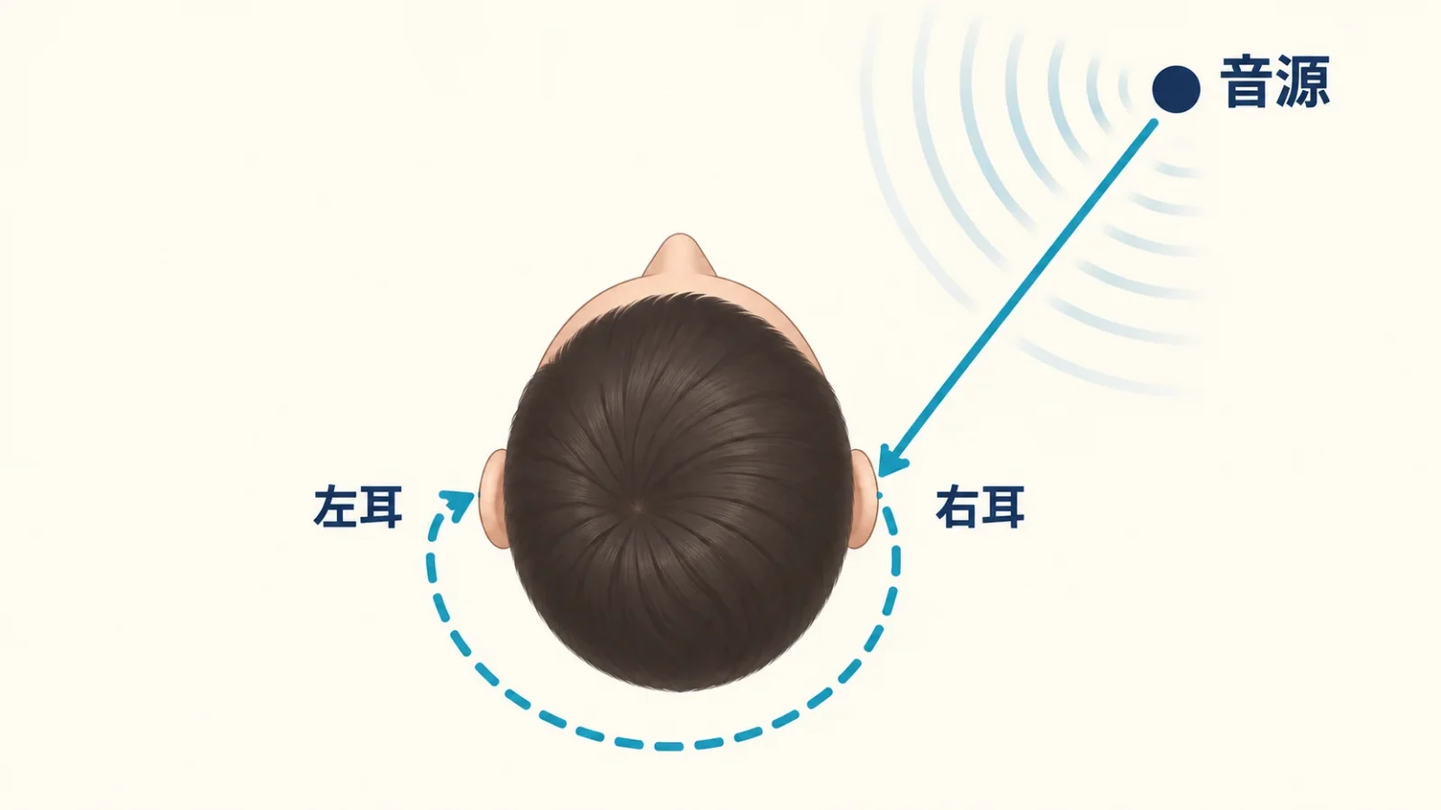 右側の音が左右の耳へ届く経路